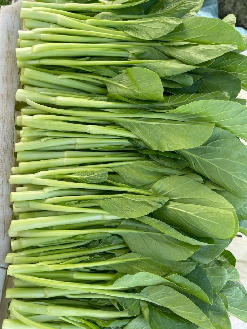 菜心