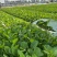 菜心