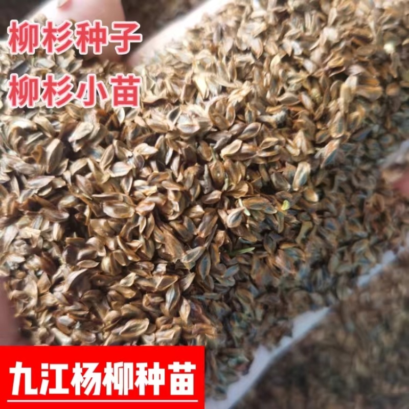 柳杉种子新货柳杉种子大量供应新鲜的柳杉种子