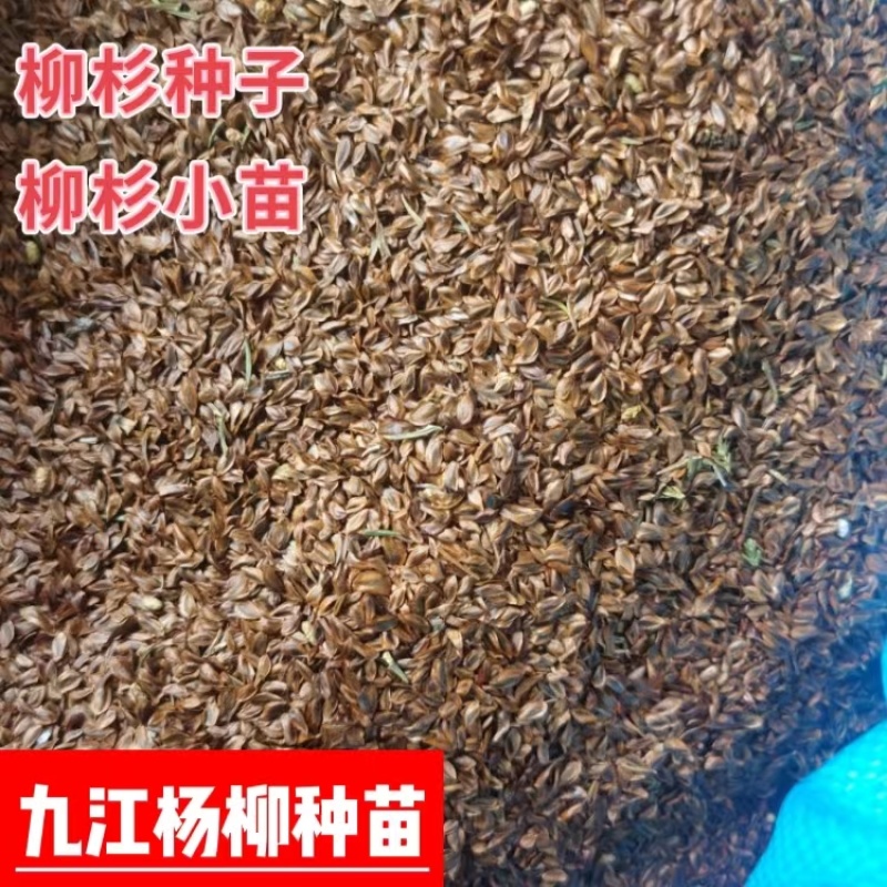 柳杉种子新货柳杉种子大量供应新鲜的柳杉种子