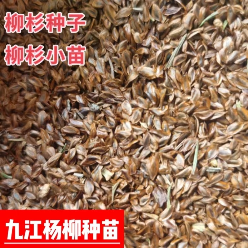柳杉种子新货柳杉种子大量供应新鲜的柳杉种子