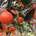 塔罗科血橙大量上市产地直发全国供货量大从优