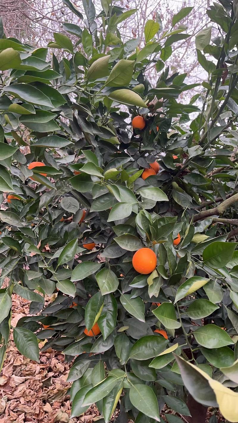塔罗科血橙大量上市产地直发全国供货量大从优