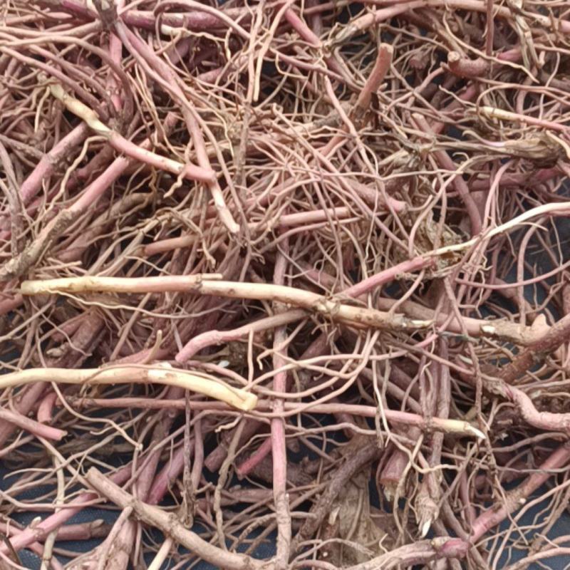 紫苑牙诚信经营自家种植包回收包成活