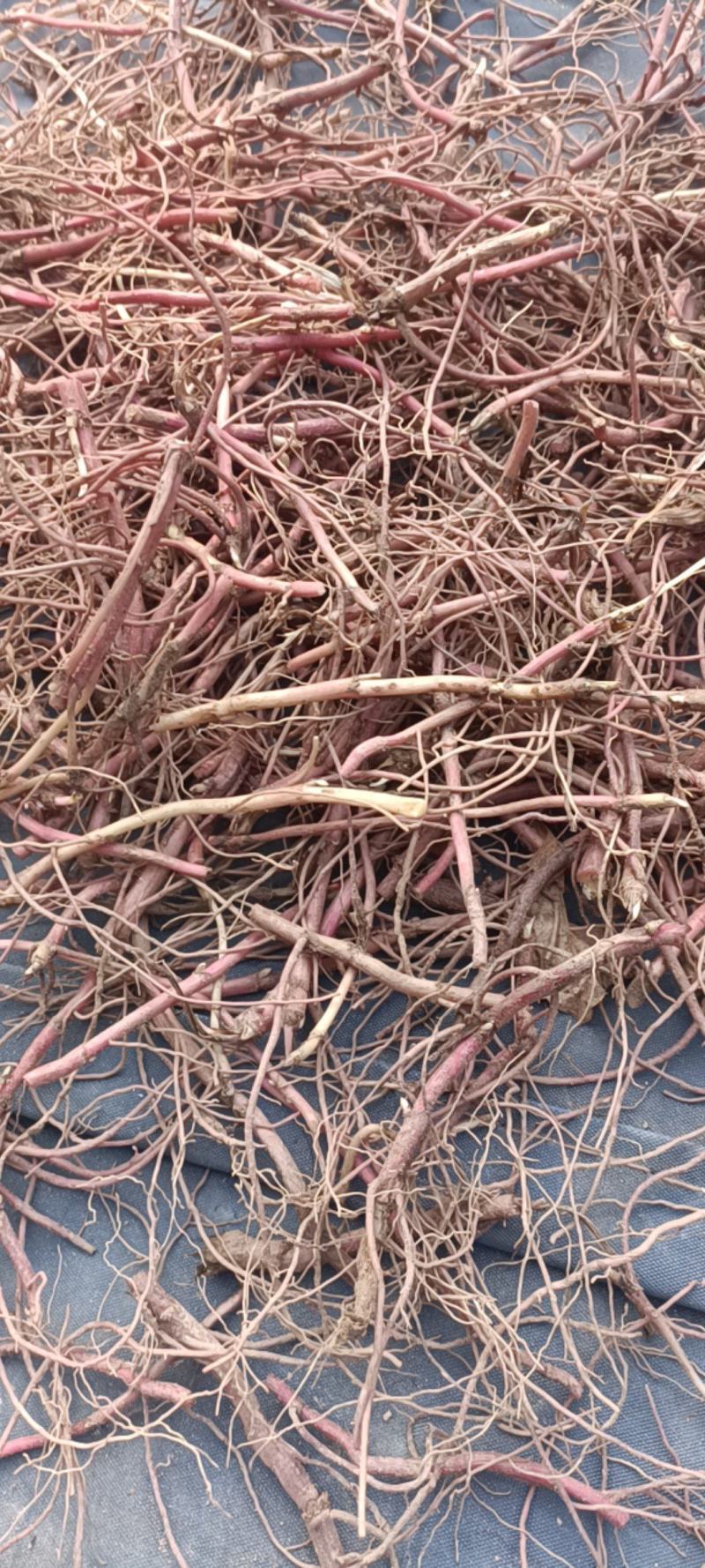 紫苑牙诚信经营自家种植包回收包成活