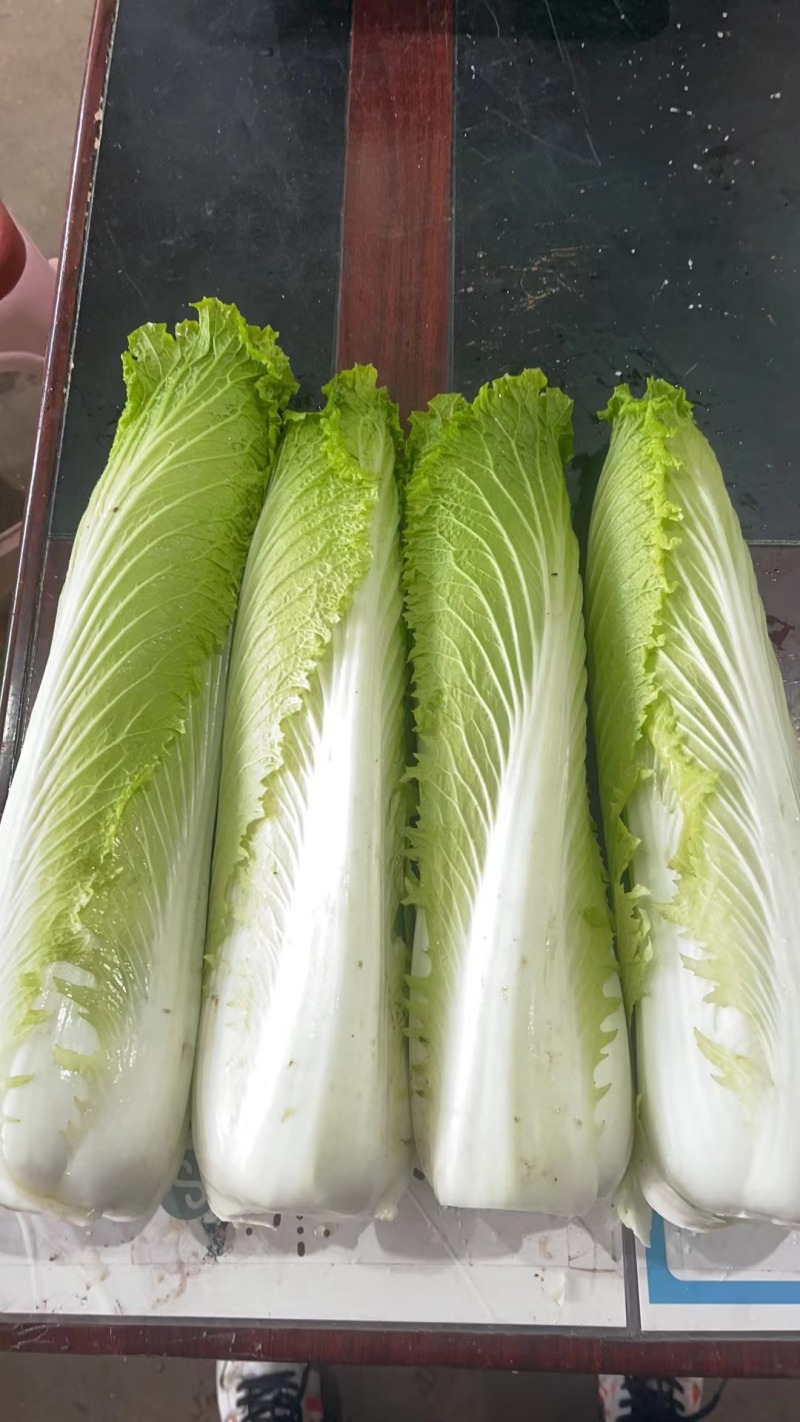 云南精品邵菜，5千亩邵菜代销量大价格便宜
