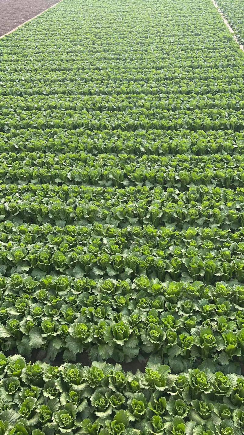 云南精品邵菜，5千亩邵菜代销量大价格便宜
