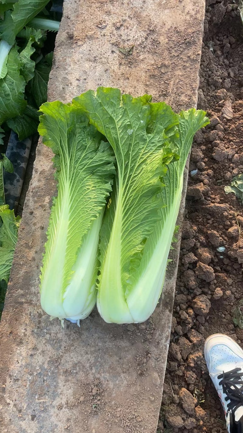 云南精品邵菜，5千亩邵菜代销量大价格便宜