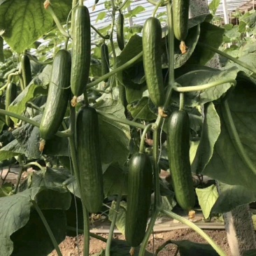 无刺水果黄瓜苗子，荷兰进口水果黄瓜苗子小黄瓜乳瓜苗子