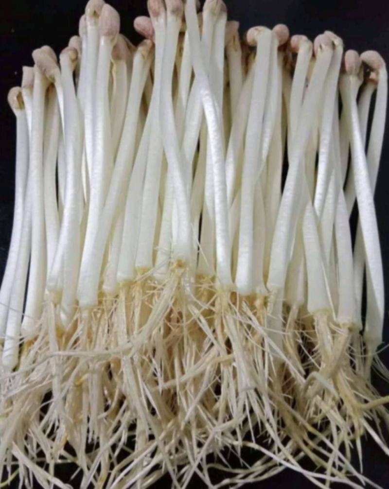 河南濮阳各种菜苗健康无农药品质保证量大从优