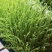 河南濮阳各种菜苗健康无农药品质保证量大从优