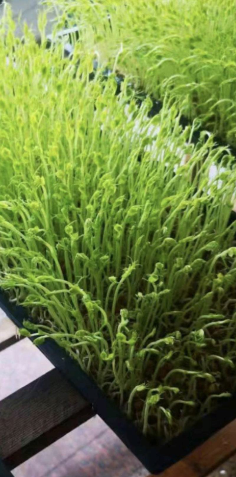 河南濮阳各种菜苗健康无农药品质保证量大从优