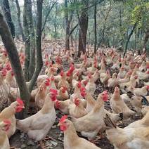 桂林土二母鸡6字小头一斤，山林放养，均重4.2斤左右，