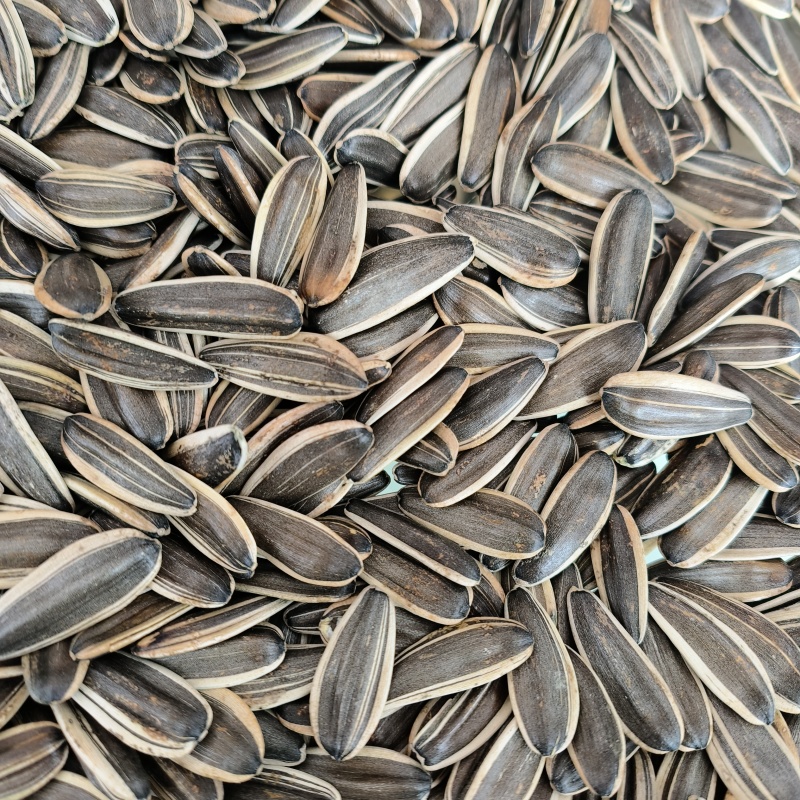 葵花籽色选362瓜子价格美丽