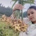 云南优质小黄姜产地直发，一手货源（全国可发货）