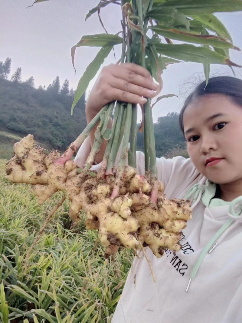 云南优质小黄姜产地直发，一手货源（全国可发货）