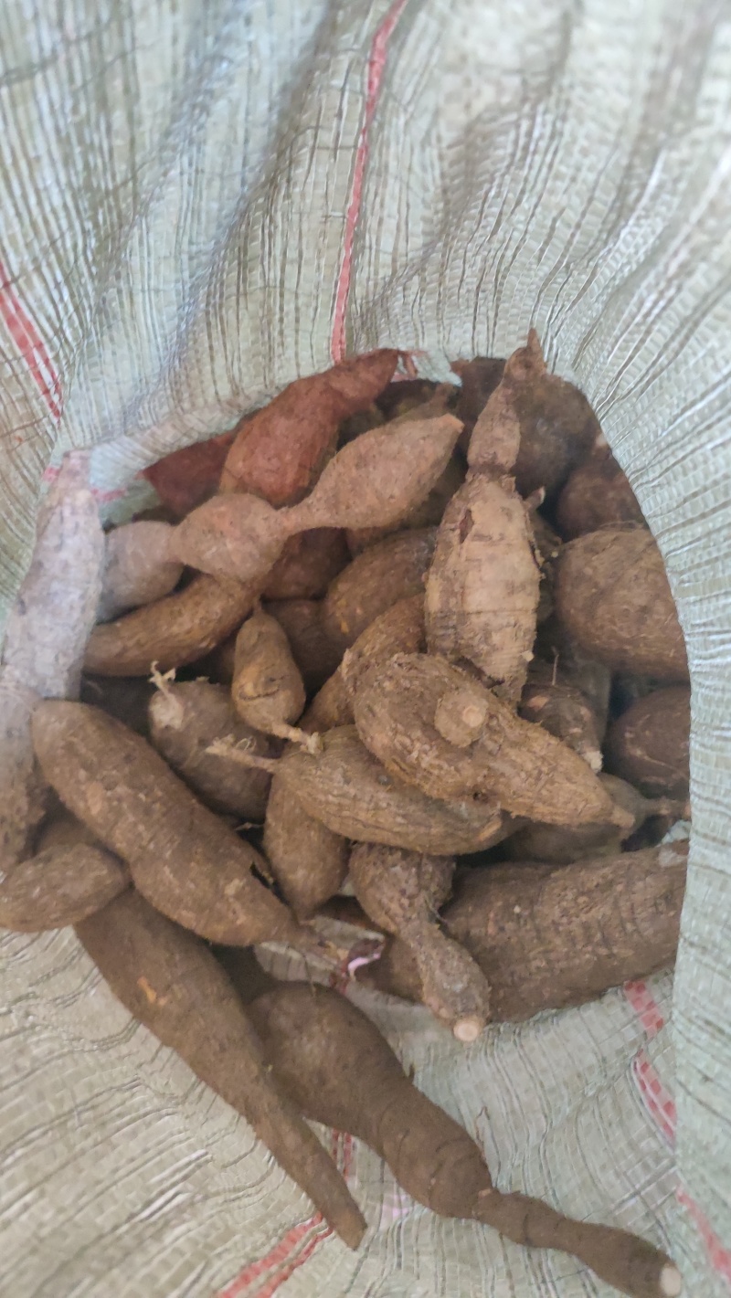 黑牛大力