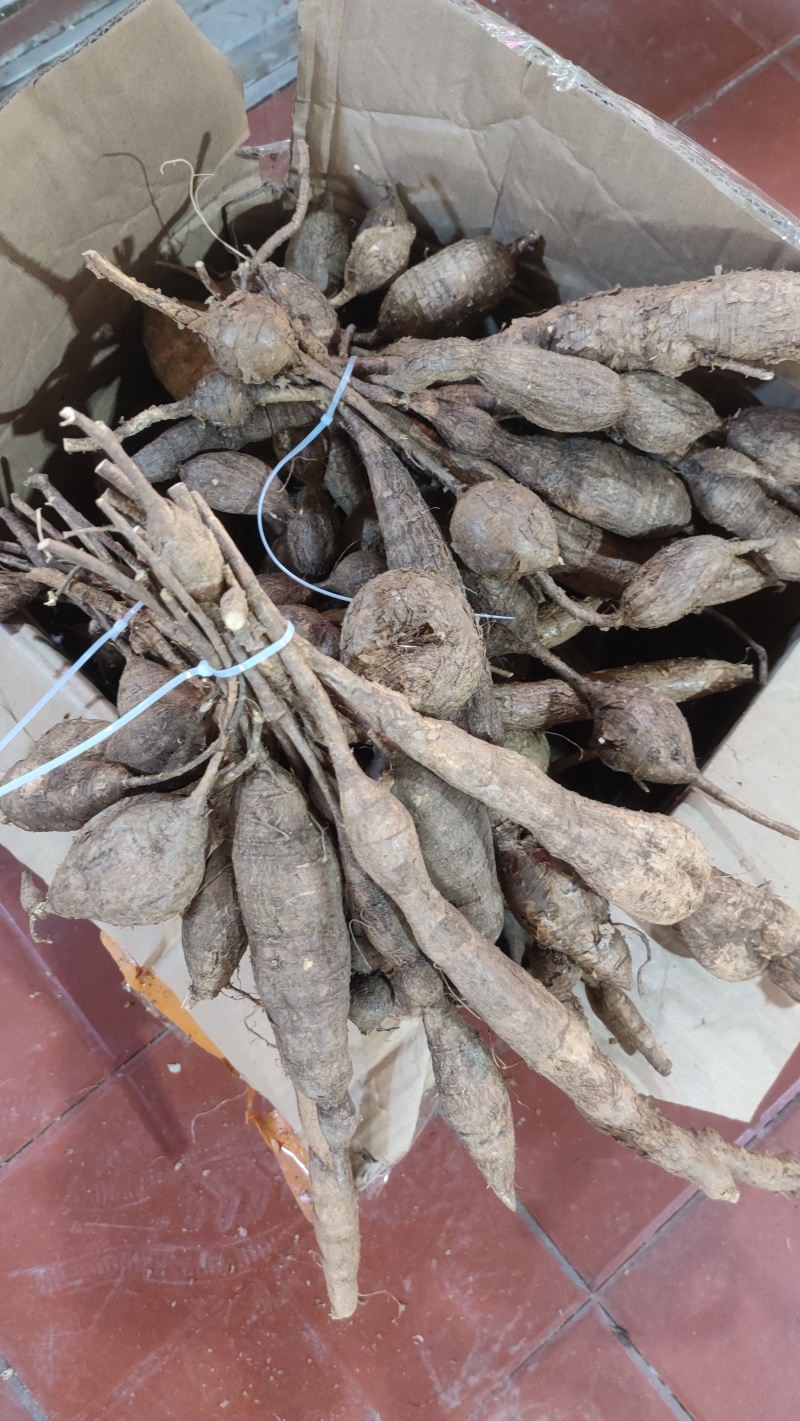 黑牛大力