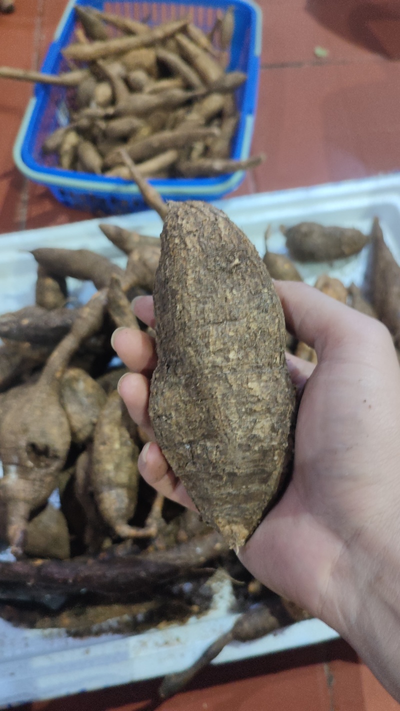 黑牛大力
