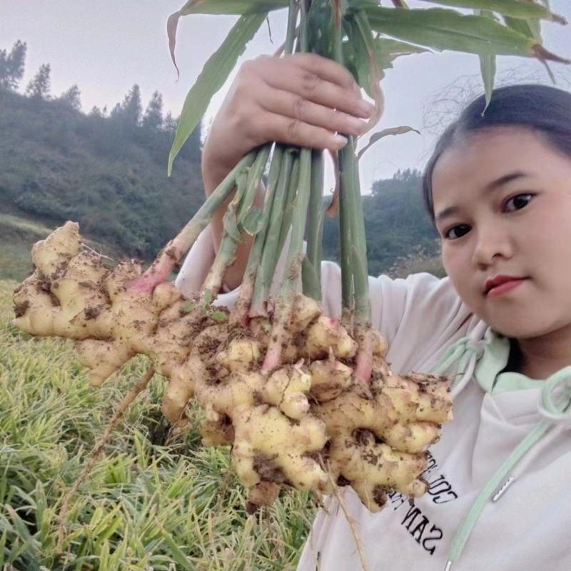 云南优质小黄姜产地直发，一手货源（全国可发货）
