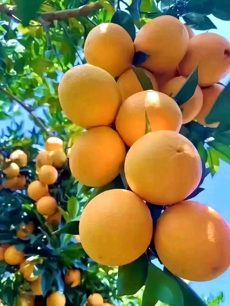 江西赣南脐橙