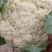 花菜散花当季新品