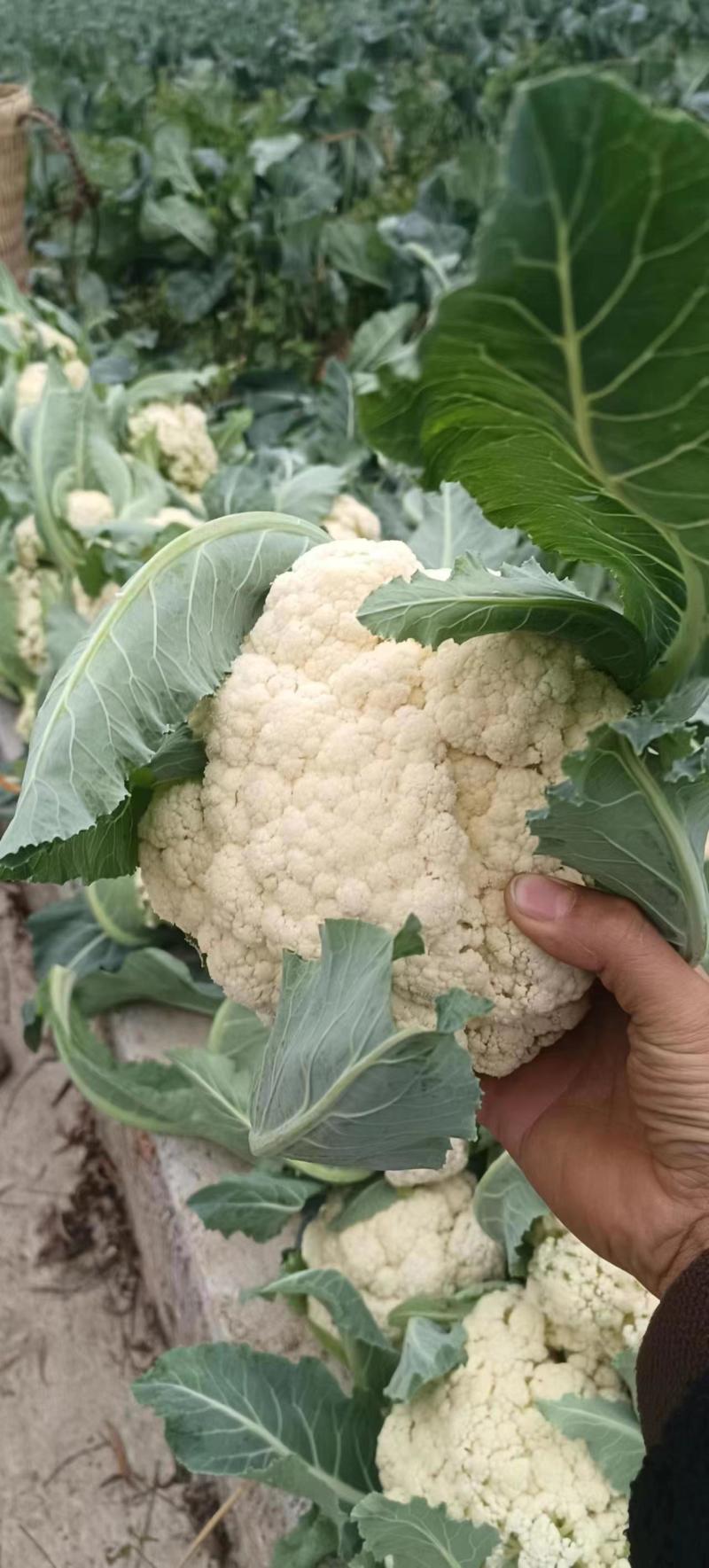 花菜散花当季新品