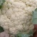 花菜散花当季新品