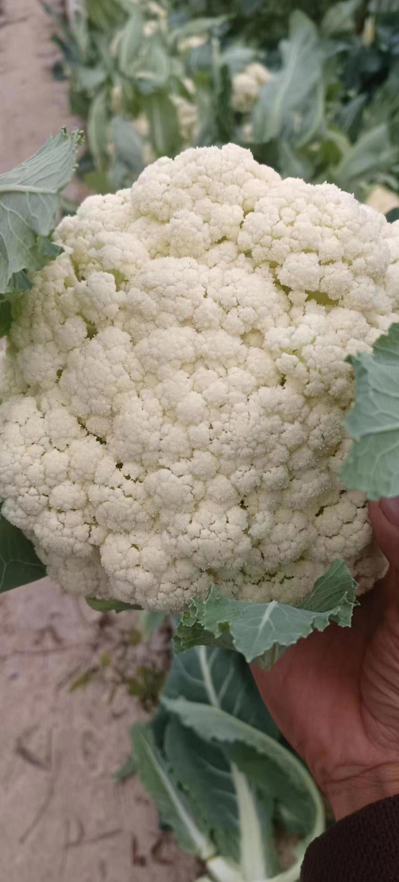花菜散花当季新品