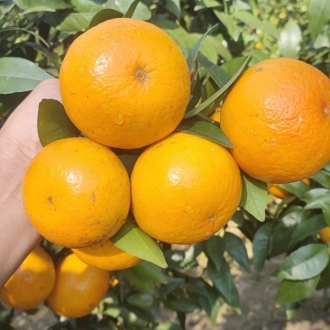 沃柑