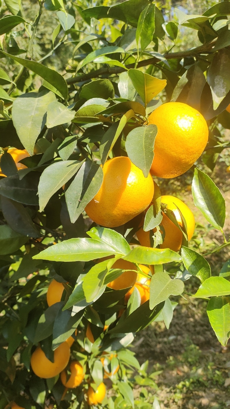 沃柑