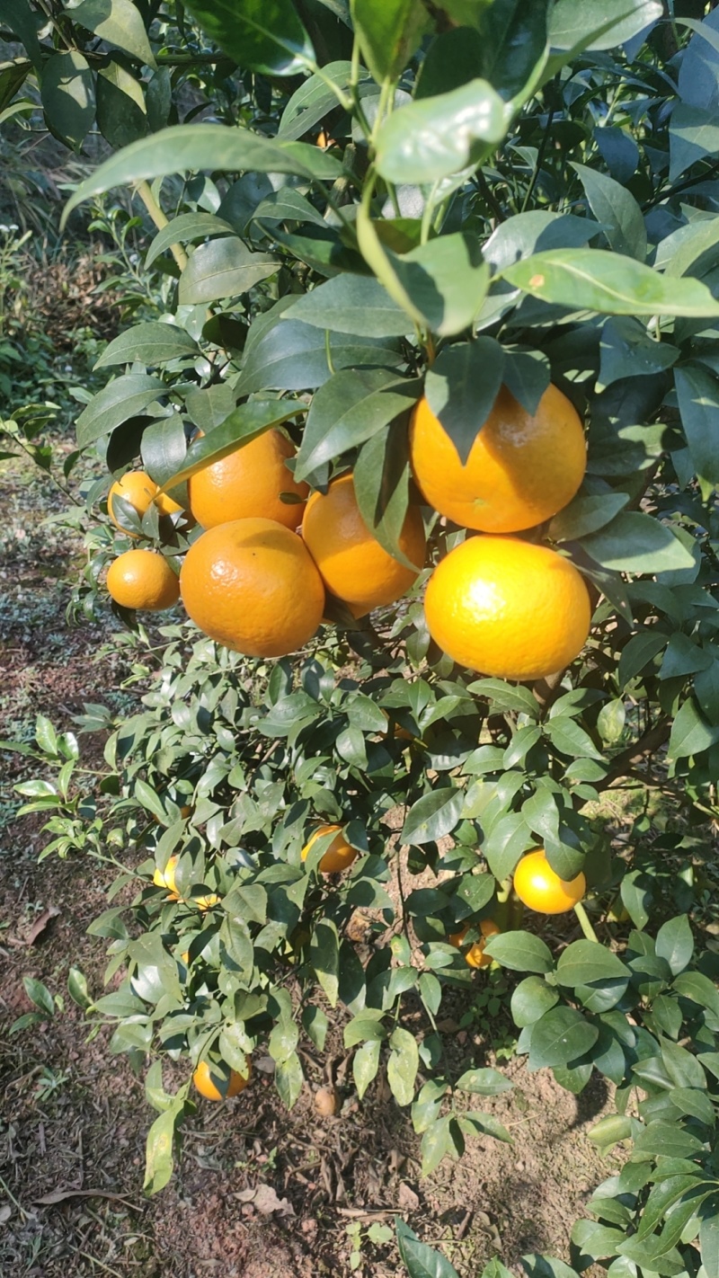 沃柑