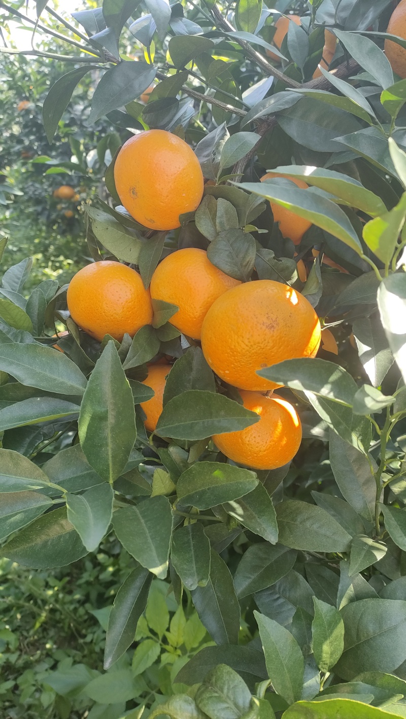 沃柑