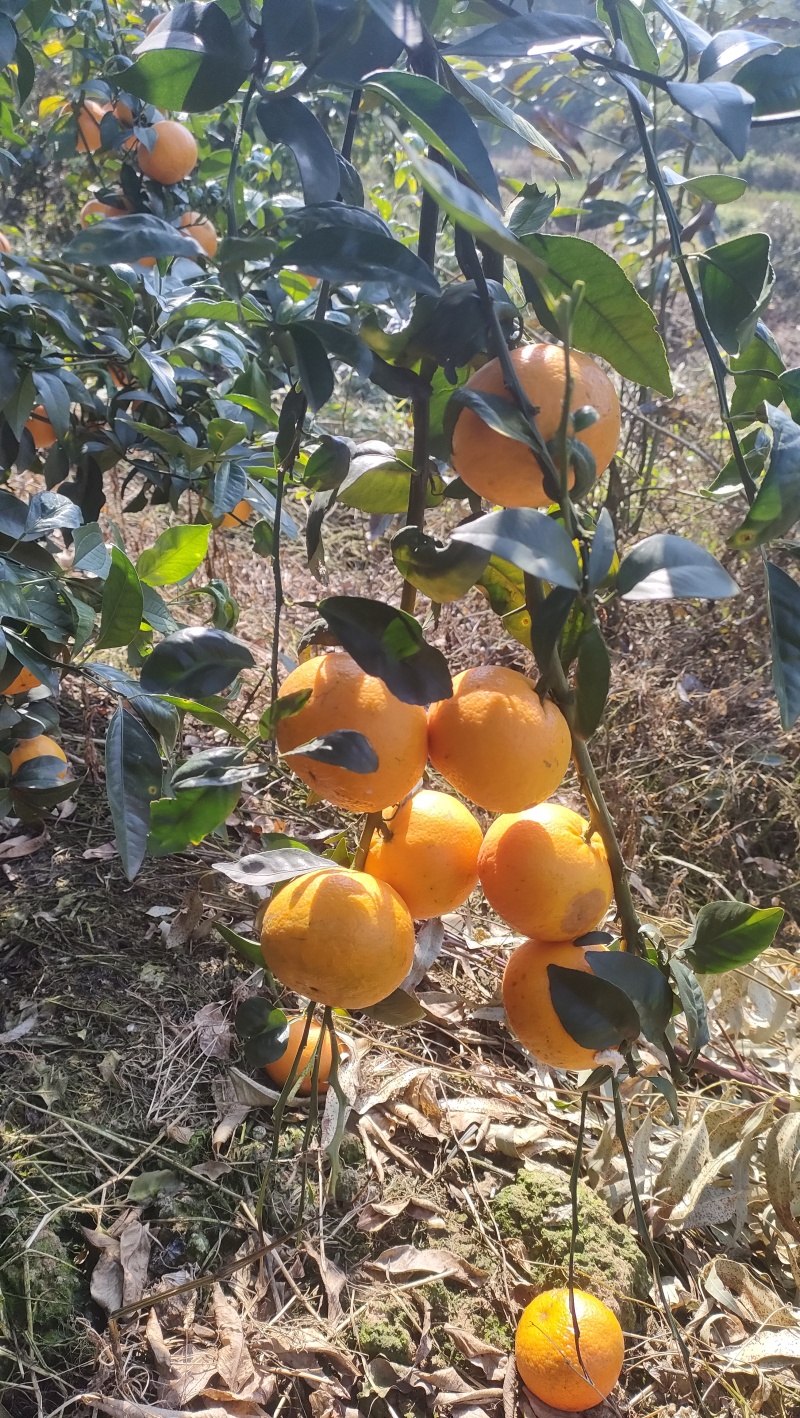 沃柑