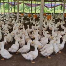 广西南宁，桂林旱养白鸭，均重7.8斤左右，5000只，