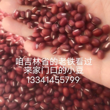 小红豆