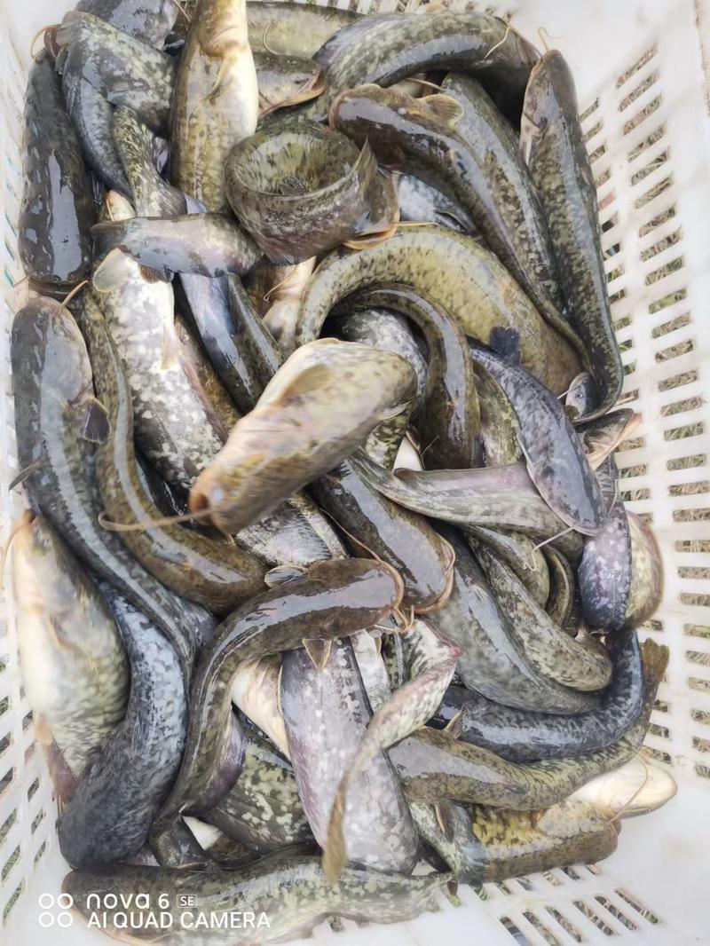 湖南精品土鲶鱼大量上市，一手货源，规格多样可选量大从优