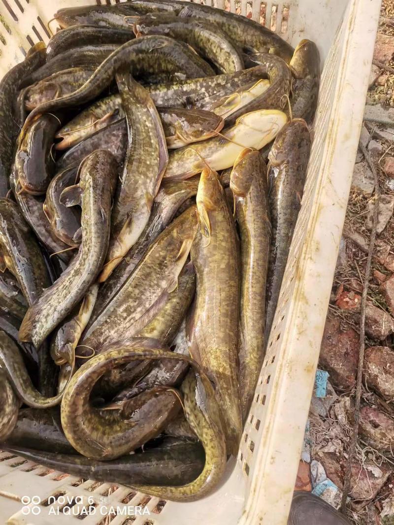 湖南精品土鲶鱼大量上市，一手货源，规格多样可选量大从优