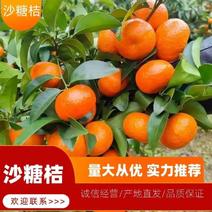【沙糖橘】广西砂糖橘桔子现摘对接商超电商市场品质保证