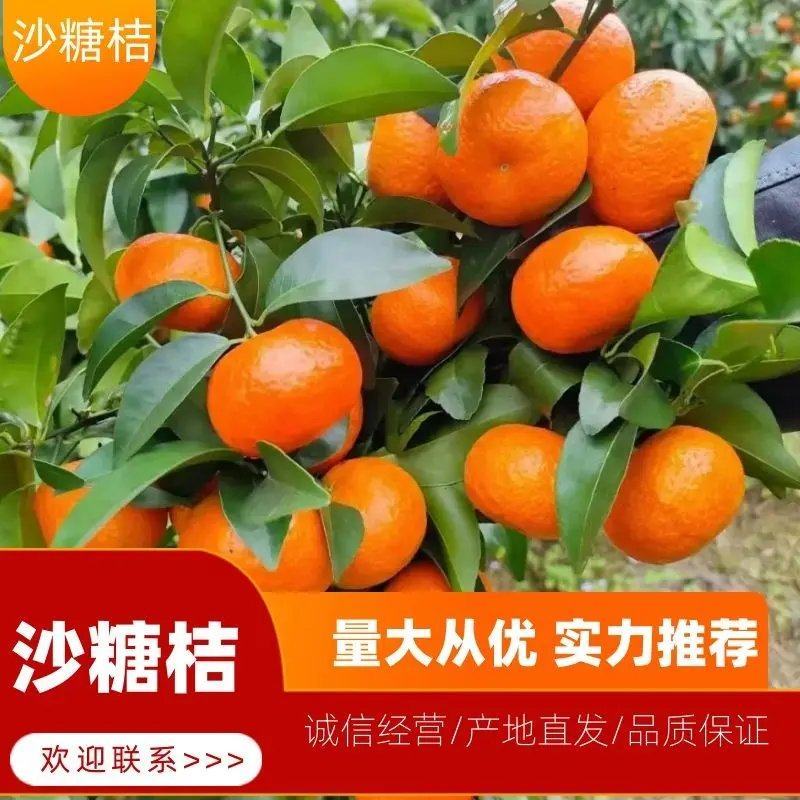 【沙糖橘】广西砂糖橘桔子现摘对接商超电商市场品质保证