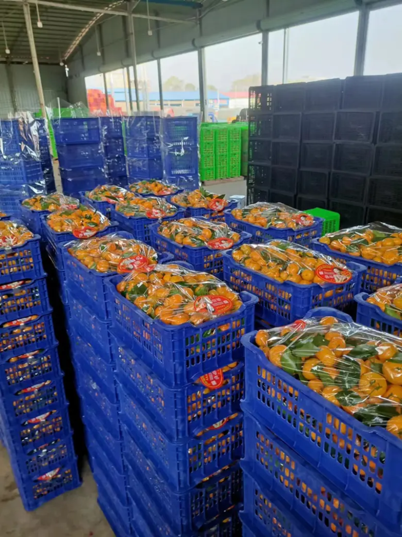【沙糖橘】广西砂糖橘桔子现摘对接商超电商市场品质保证