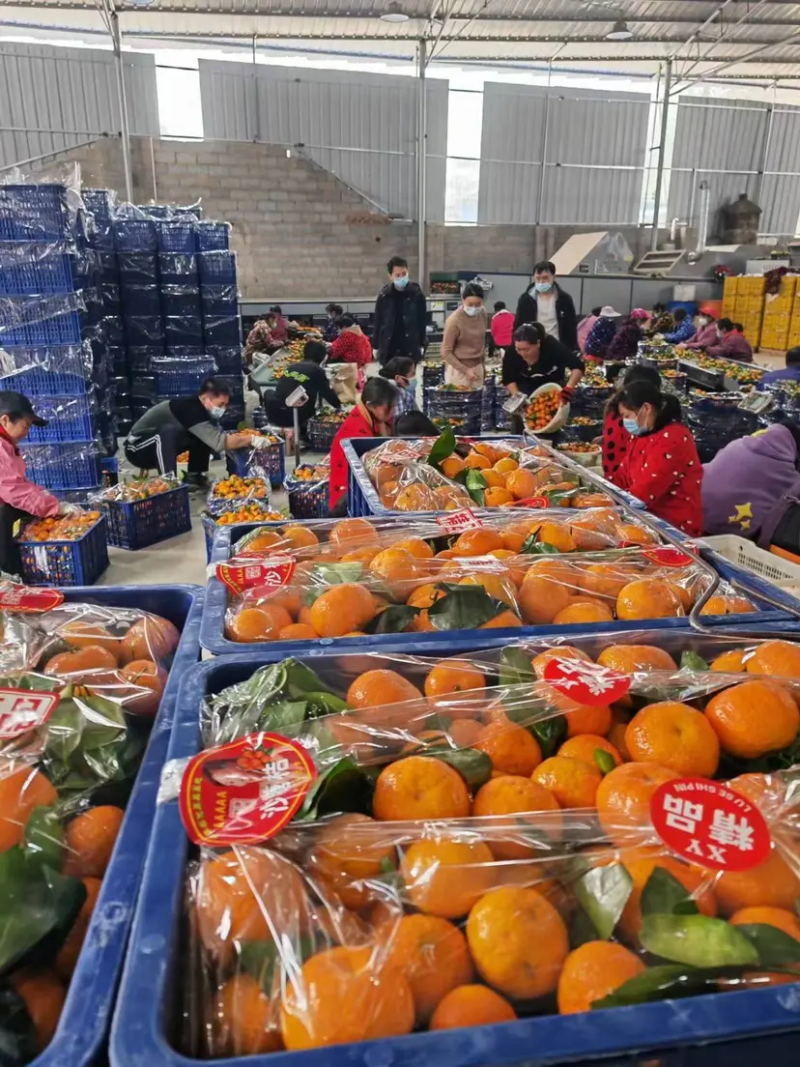 【沙糖橘】广西砂糖橘桔子现摘对接商超电商市场品质保证