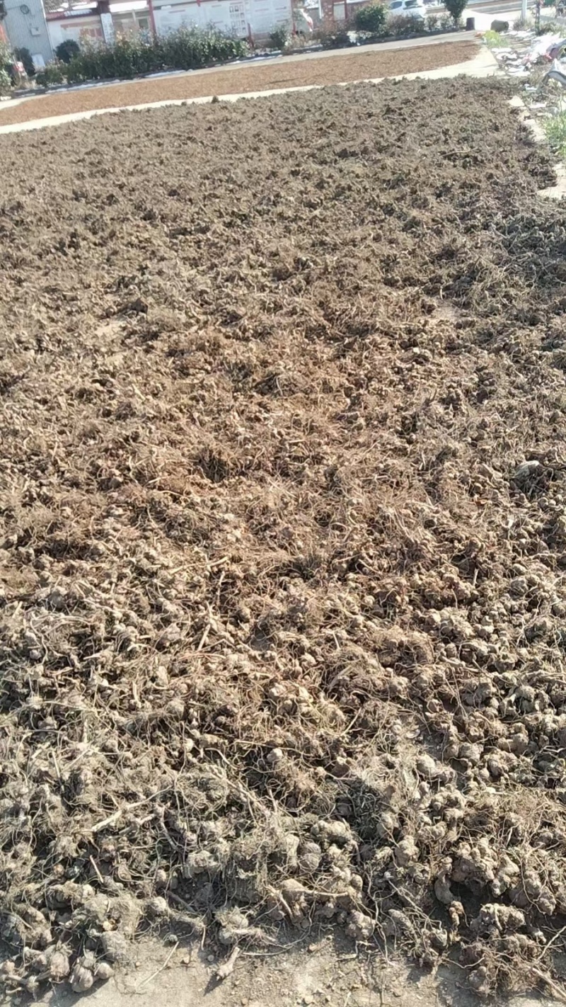 中药材野生金荞麦切片干货金乔麦金荞麦片