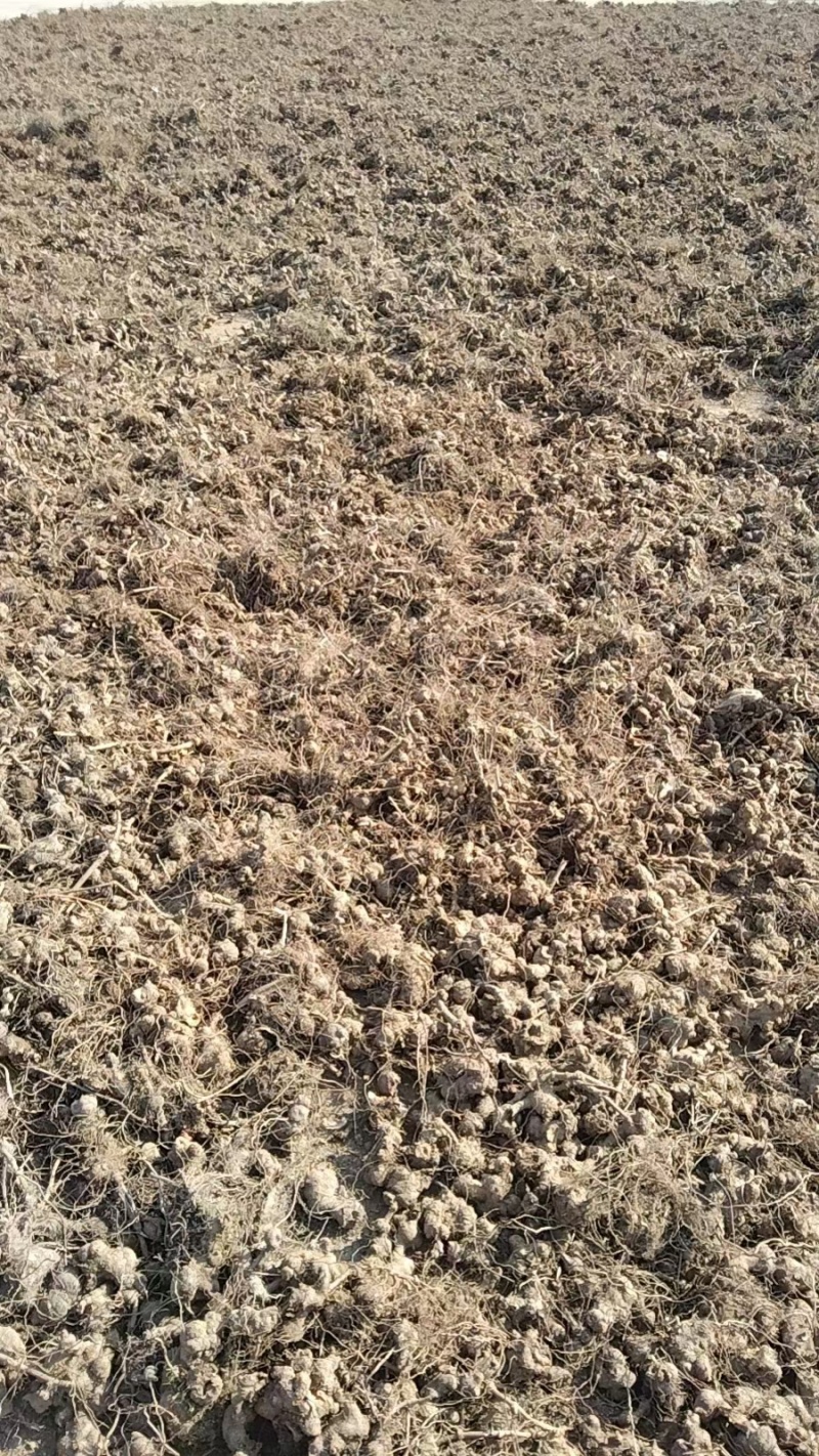 中药材野生金荞麦切片干货金乔麦金荞麦片