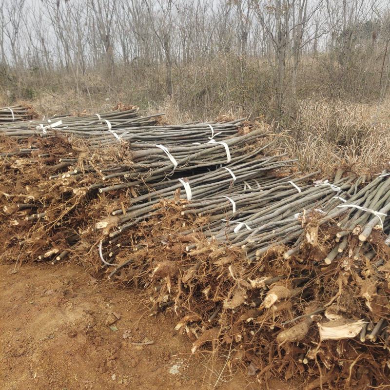 大量栾树苗2-3公分