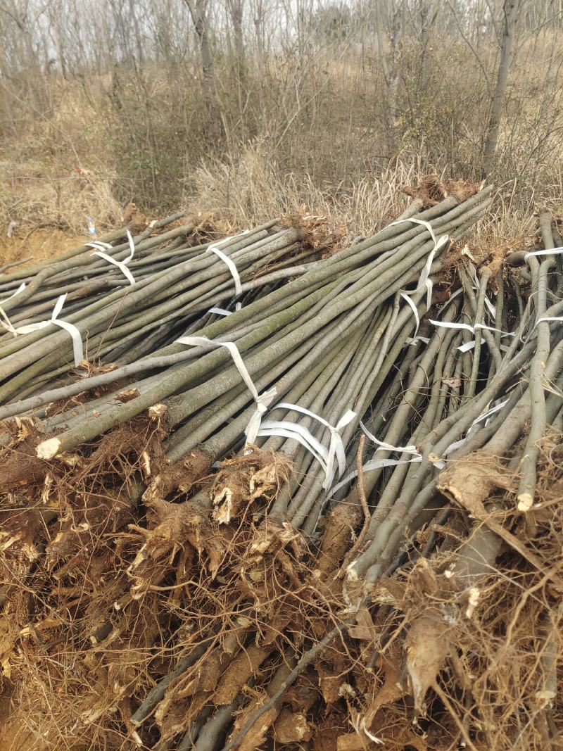 大量栾树苗2-3公分