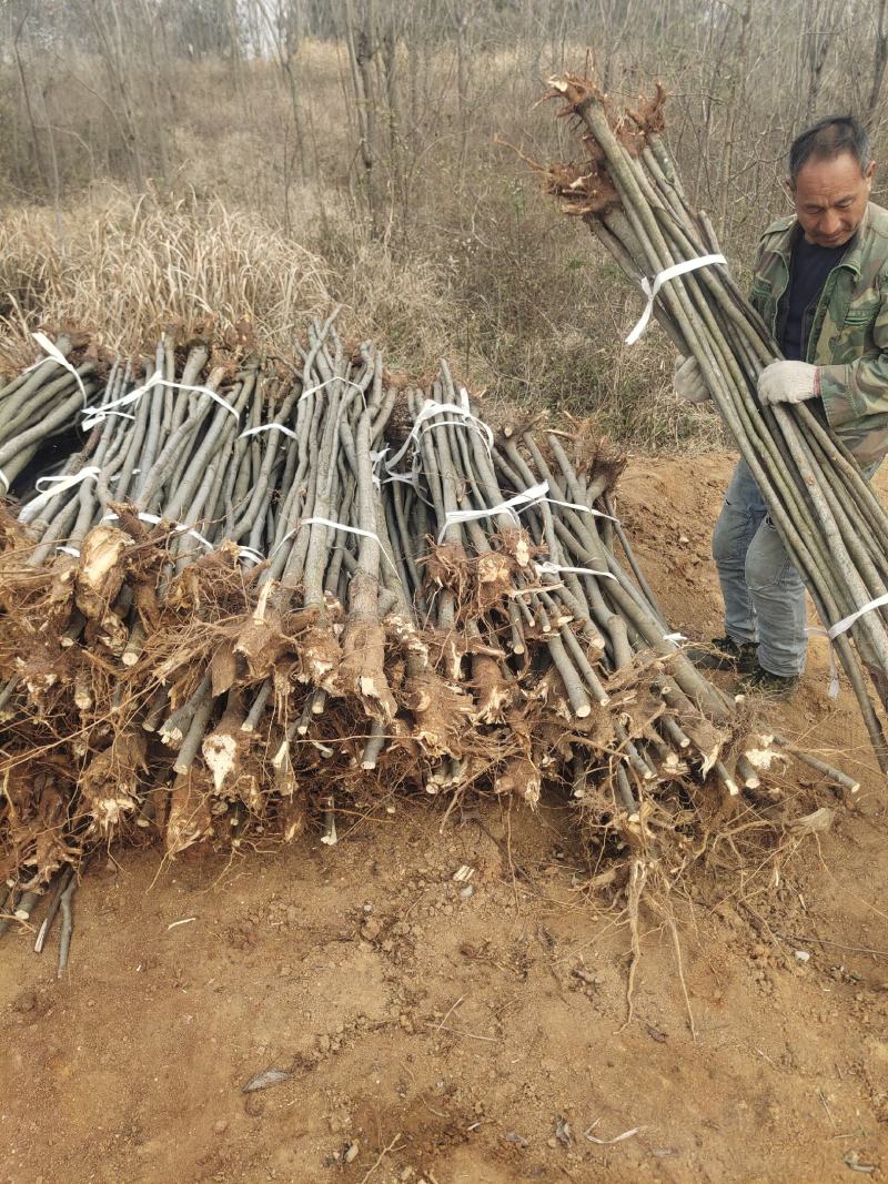 大量栾树苗2-3公分