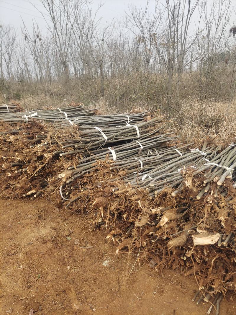 大量栾树苗2-3公分