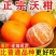 沃柑寻求全国各地批发商一件代发社区团购供货
