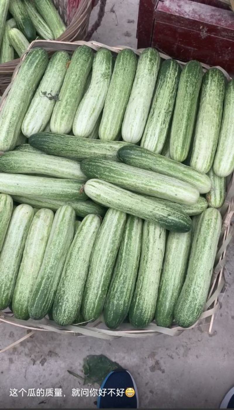 黄瓜种子甜脆188强雌节节有瓜早熟靓丽脆嫩清香无苦味